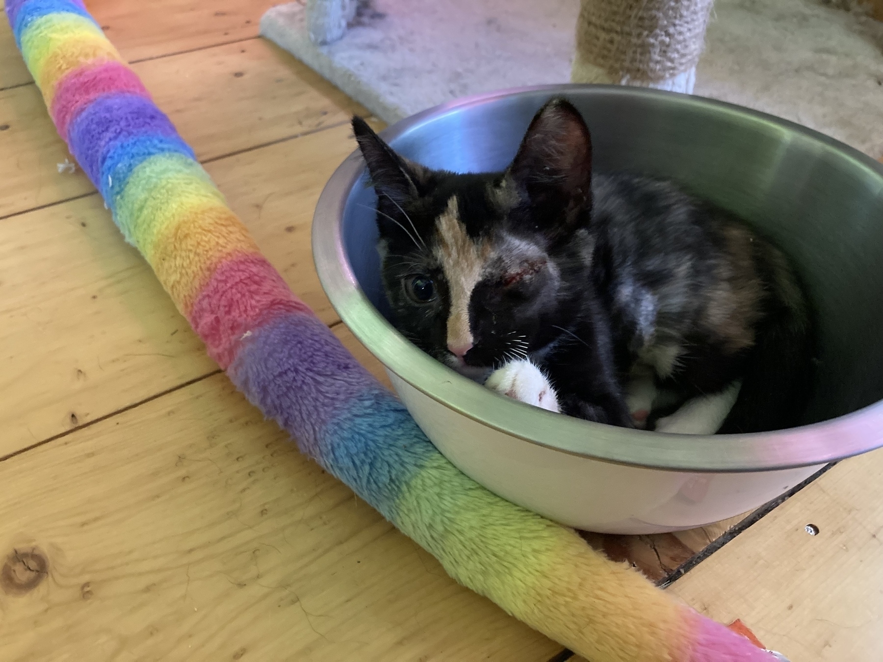Kitten resting in a serving bowl. 