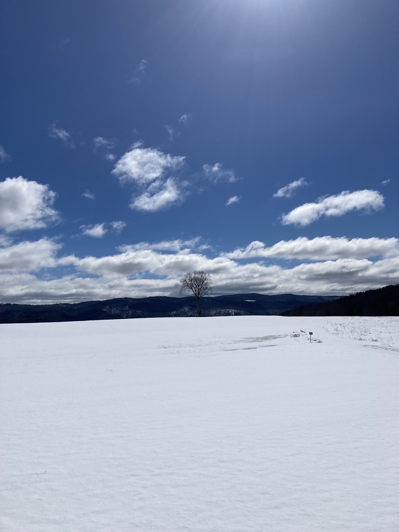 A tree standing in a snow covered field 