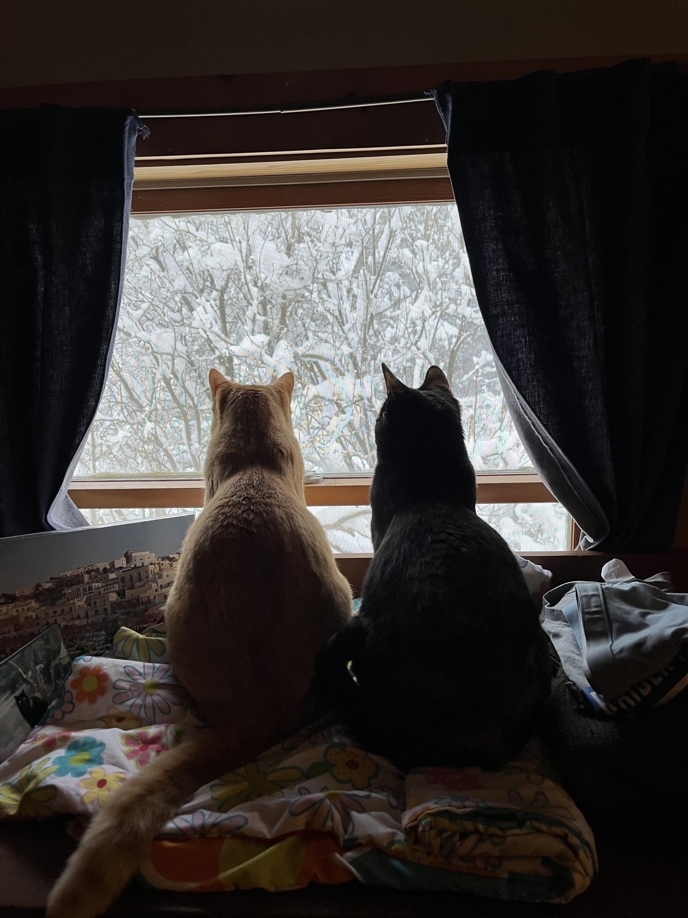 Cats looking out a window