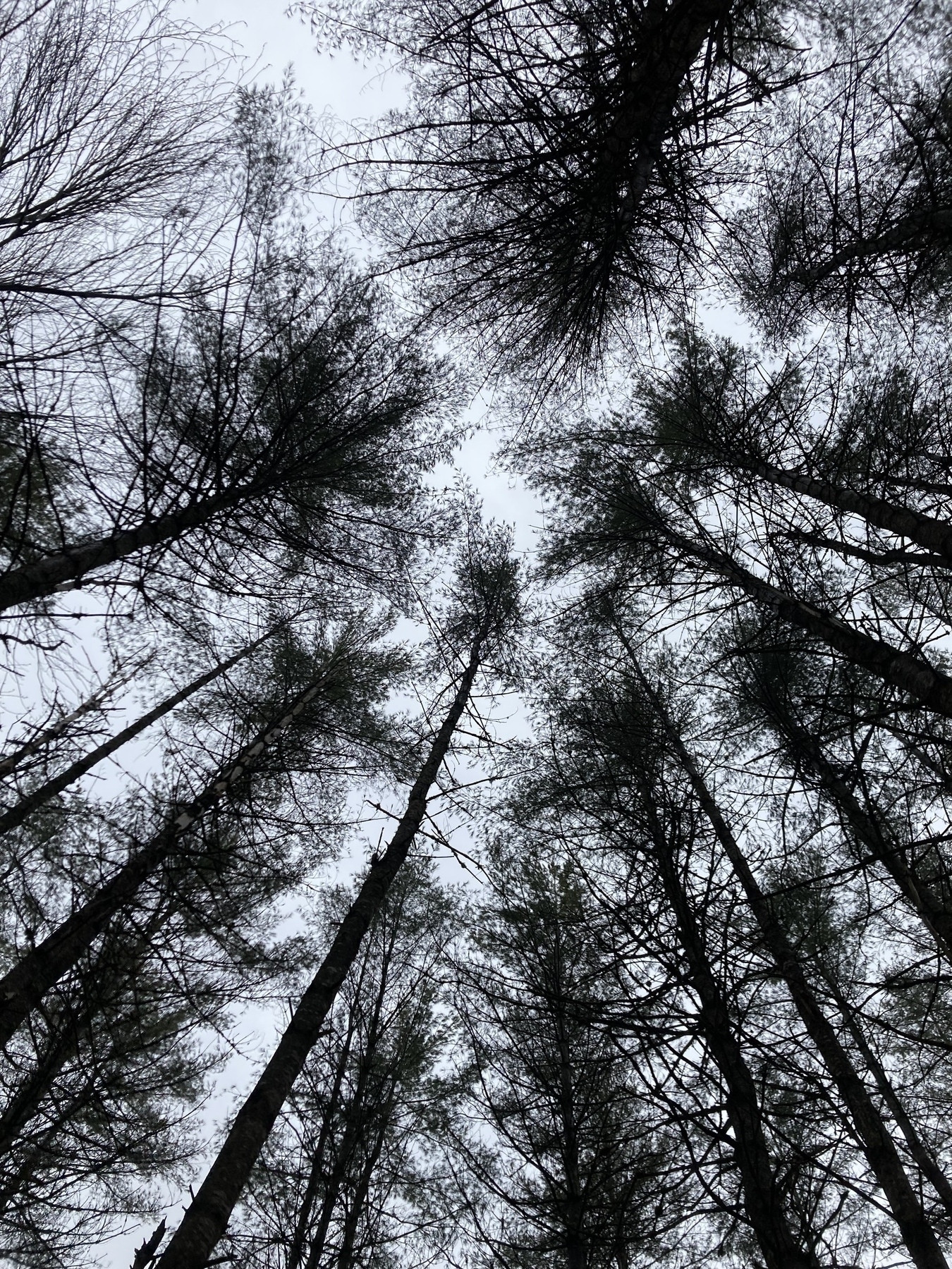 Looking up at the sky in a forest