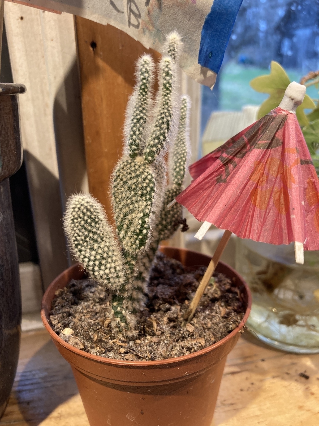 A potted cactus on a windowsill